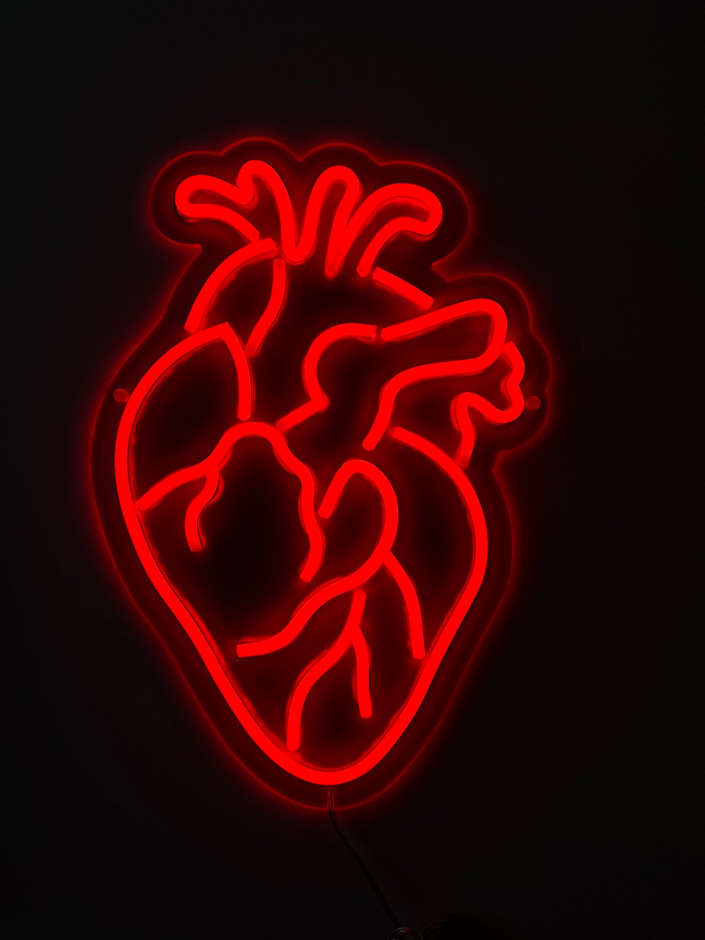 CUORE ANATOMICO