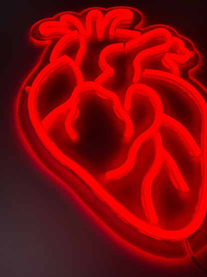CUORE ANATOMICO